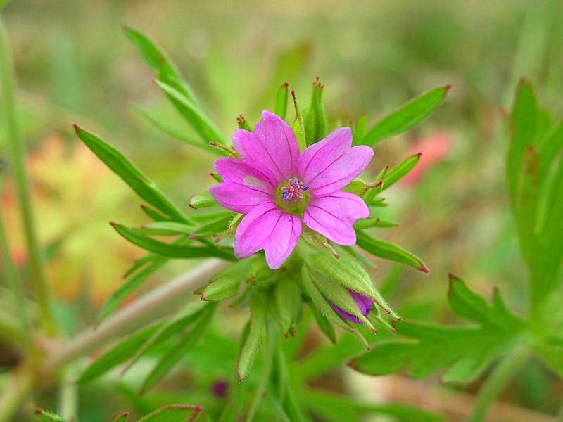 Geranium dissectum / Geranio sbrandellato